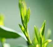 在杭州，獅峰龍井多少錢一斤？