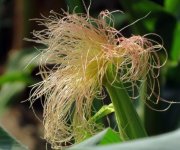 玉米用蕓苔素24和28哪種好？