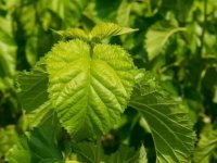 夏天養(yǎng)蠶桑葉一會(huì)就干了怎么辦？