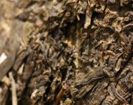 07年中茶8838生茶口感？