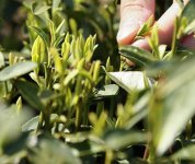 茶的原產(chǎn)地是哪個(gè)國(guó)家？