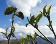 臨滄頂級好茶，就在這四個山頭